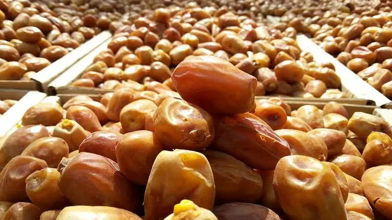 قیمت خرید خرما زاهدی عمده + راهنمای استفاده
